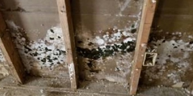 Mold Inspectors