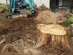 Stump Removal Laguna Beach