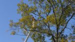 Tree Service Balboa Island