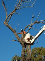 Tree Service Big Canyon