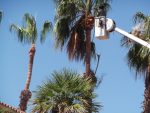 Tree Service Jasmine Creek Newport Beach