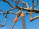 Tree Service Laguna Beach