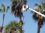 Tree Service Laguna Beach Heisler Park