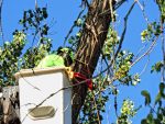 Tree Service Top of the World Laguna Beach